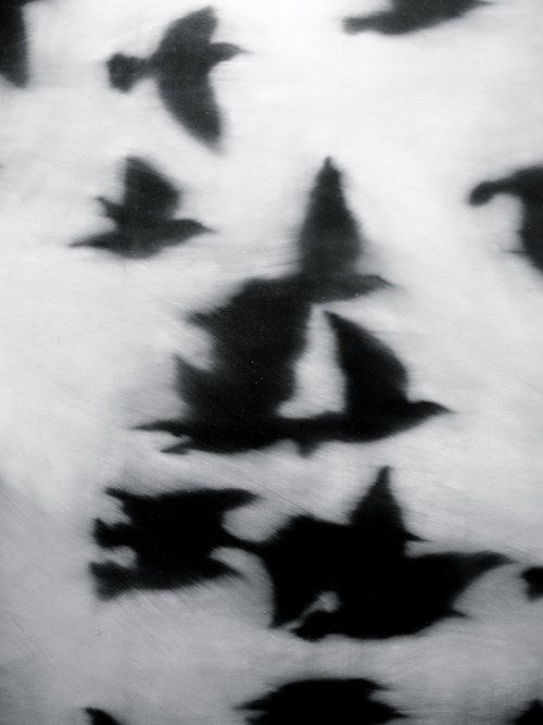 crow